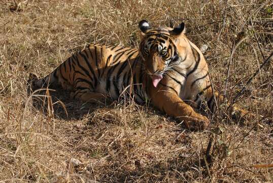 Image de tigre du Bengale