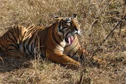 Image of Bengal Tiger