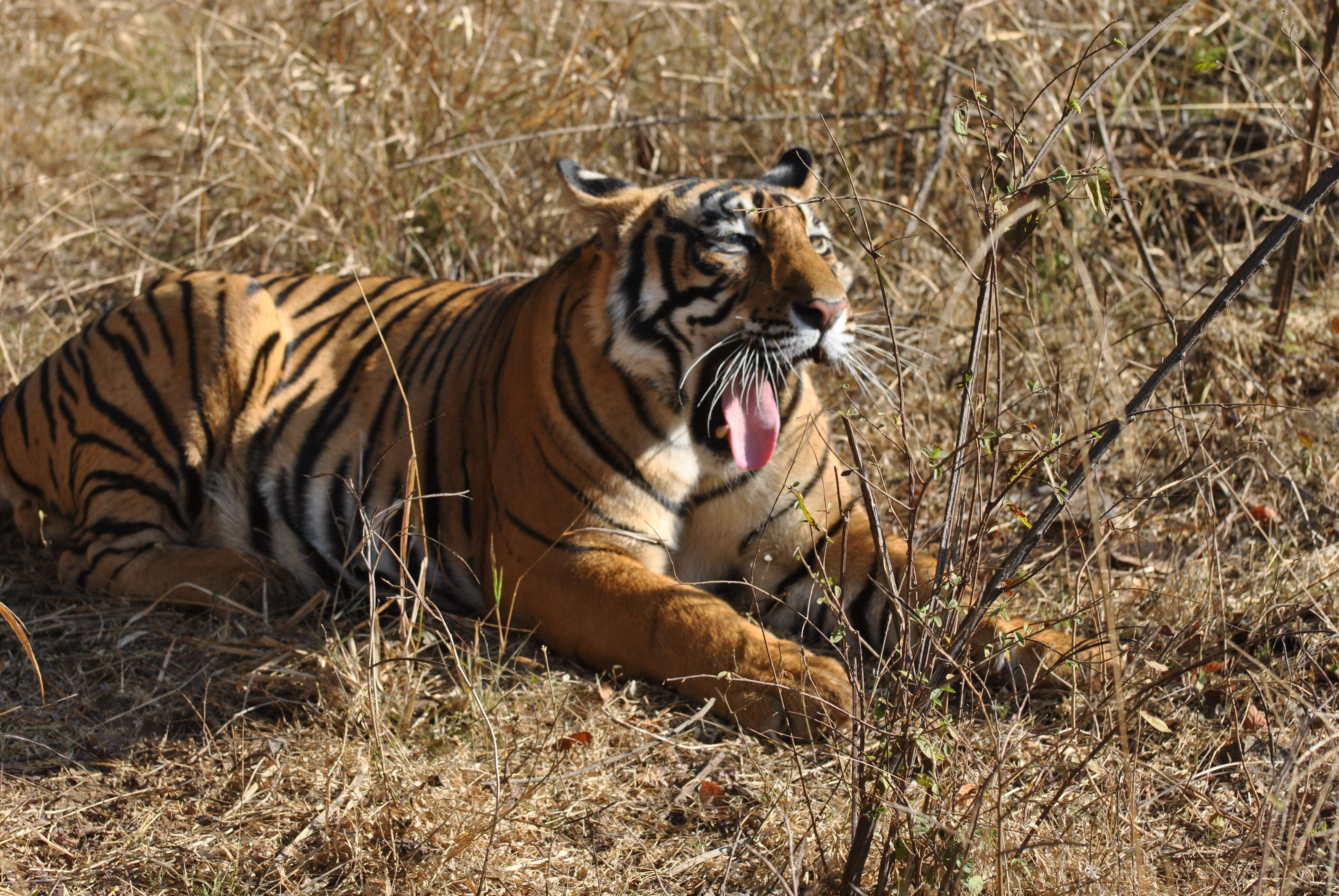 Image de tigre du Bengale
