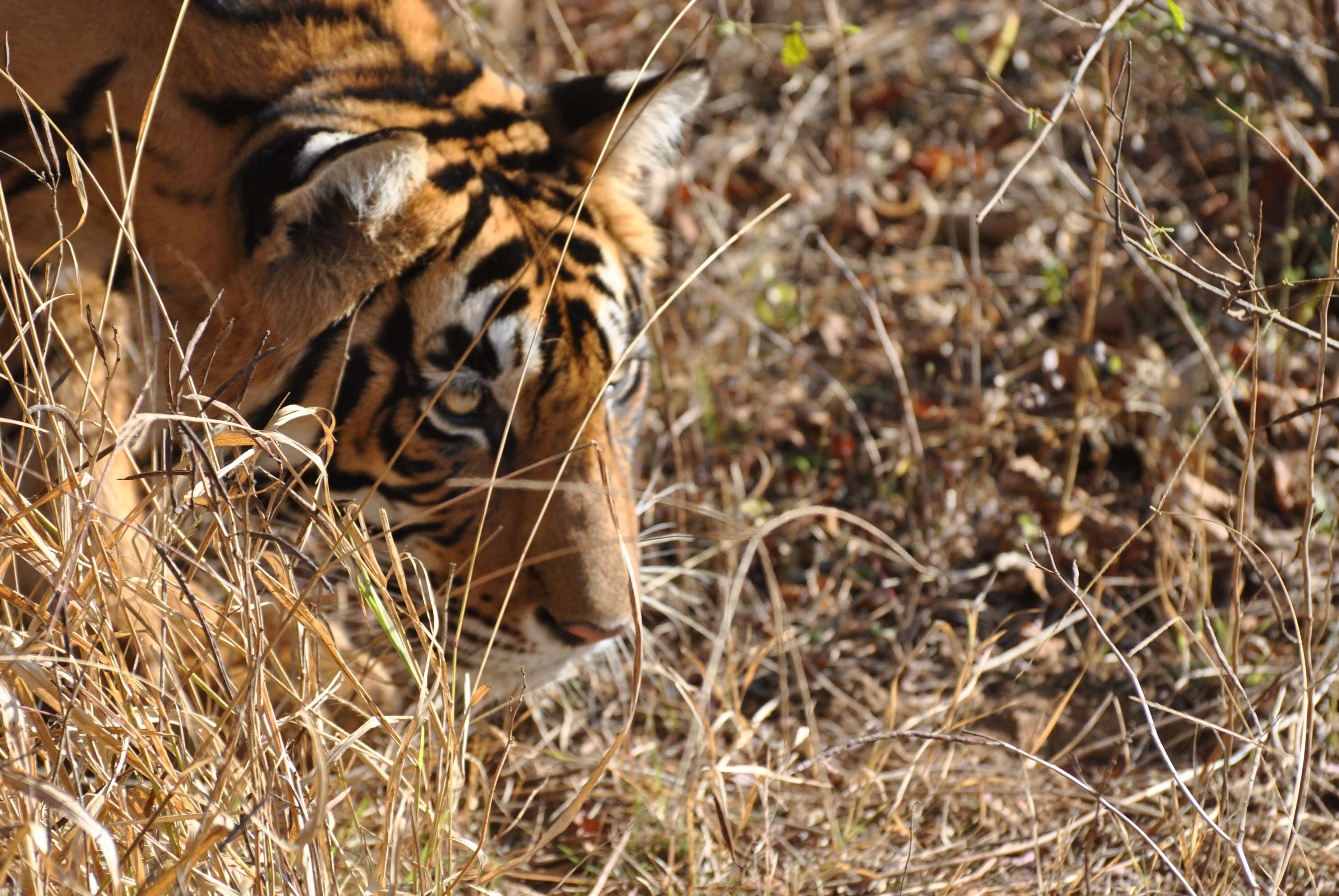 Image de tigre du Bengale