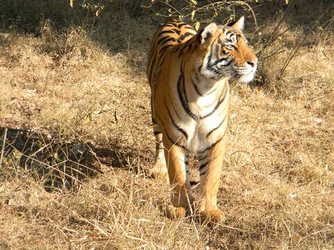 Image de tigre du Bengale