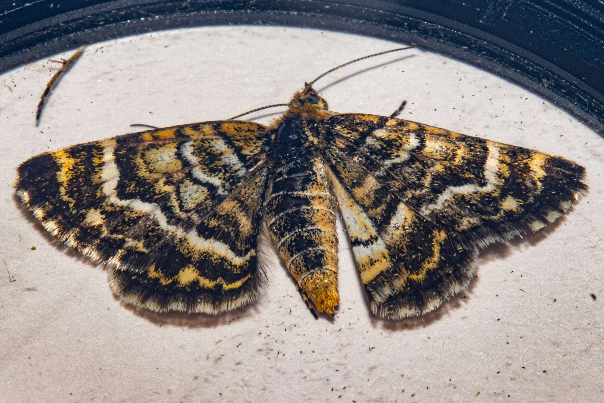 Image of Notoreas paradelpha Meyrick 1883