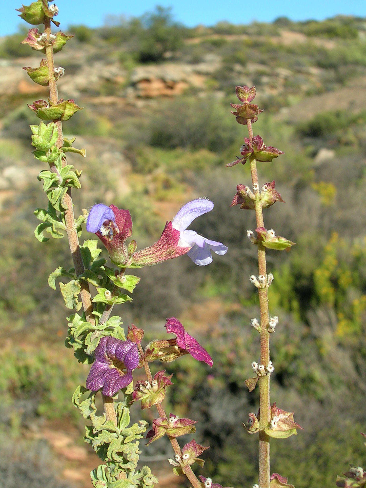 Imagem de Salvia dentata Aiton