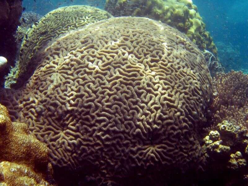Image of Boulder Brain Coral