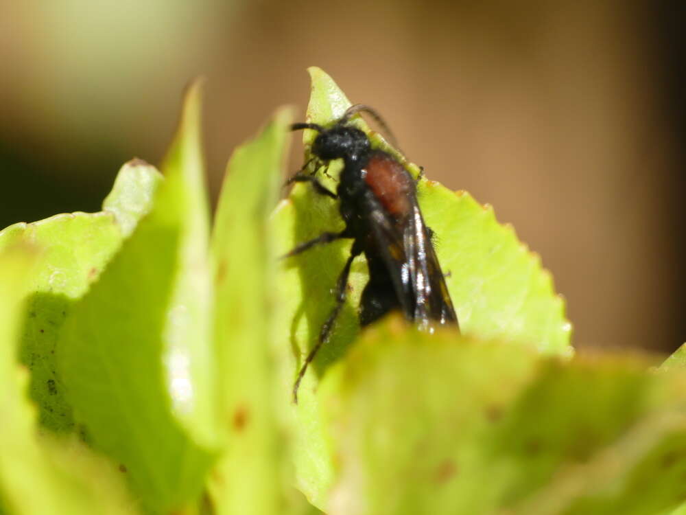 Image of Physetopoda punctata (Latreille 1792)