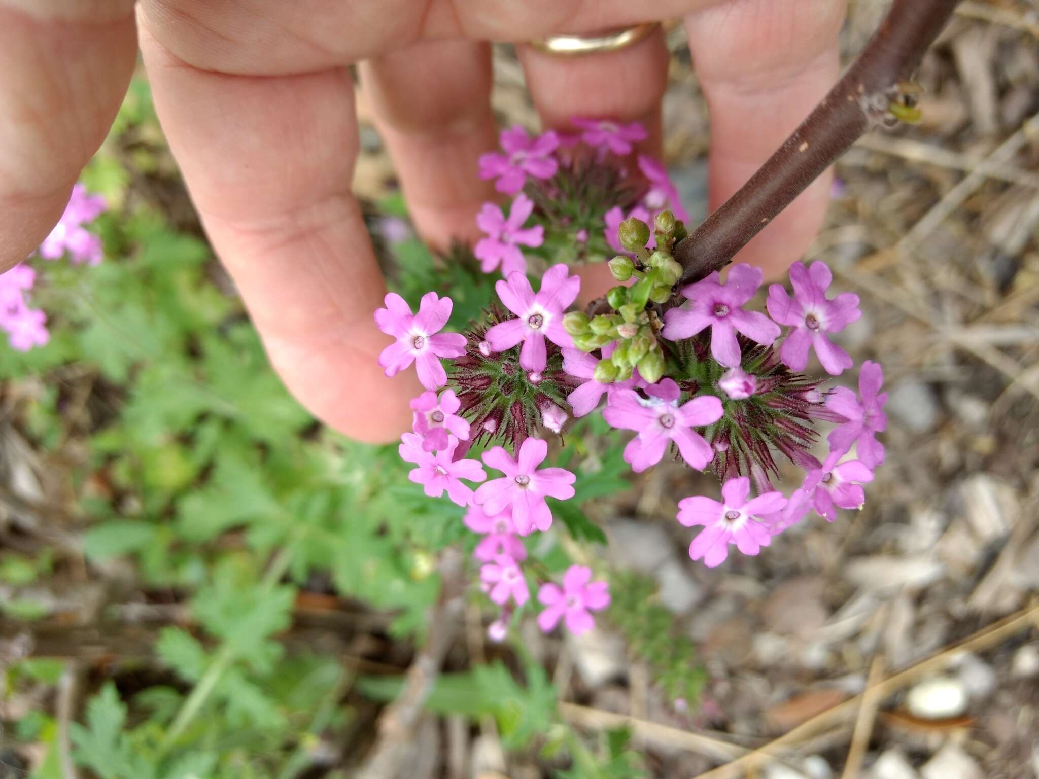 Image de Glandularia polyantha Umber