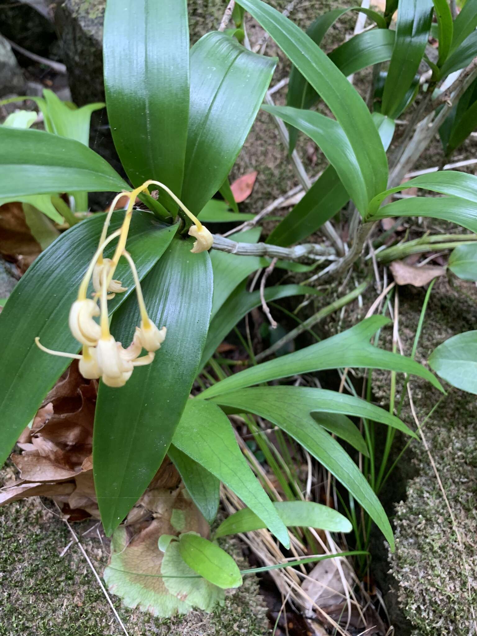 Image of Dendrobium gracilicaule var. howeanum Maiden