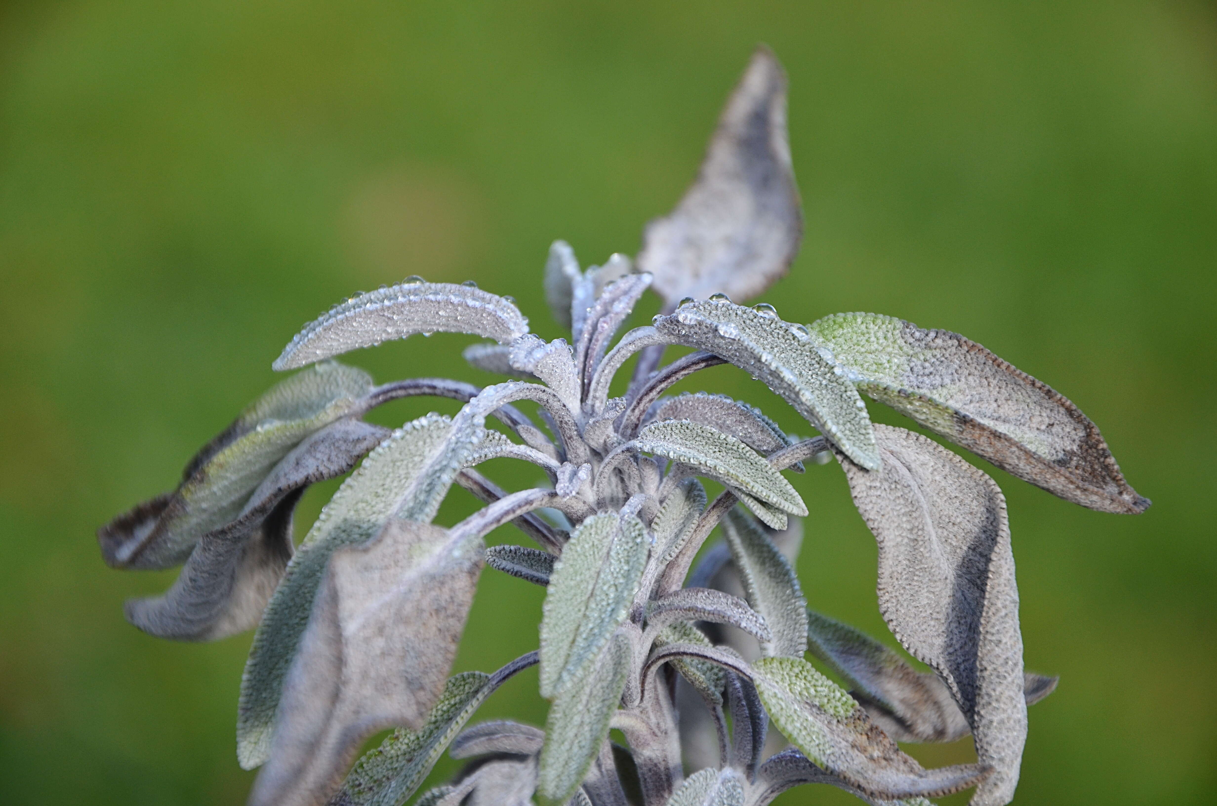 Imagem de Salvia officinalis L.