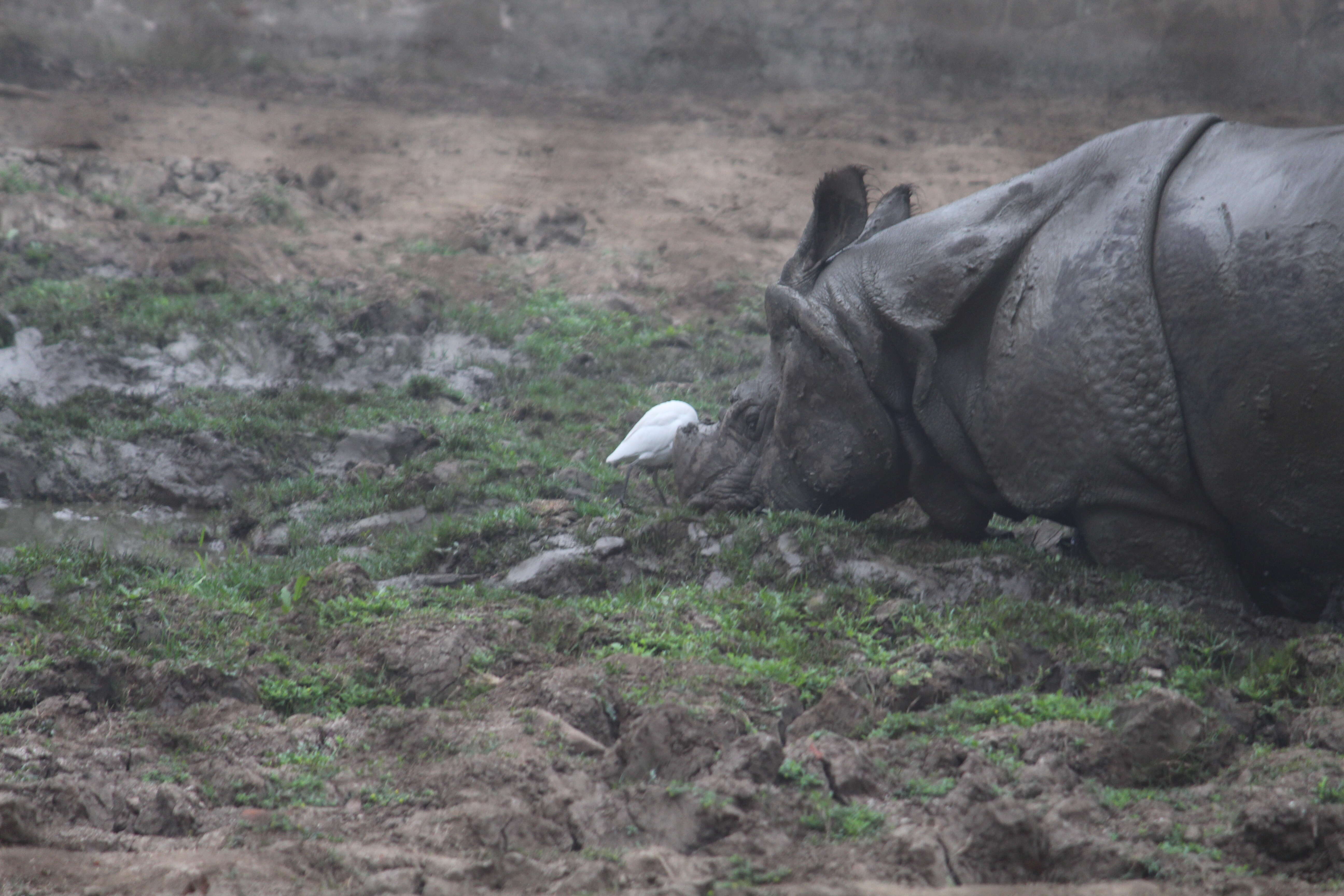 Image of Indian Rhinoceros