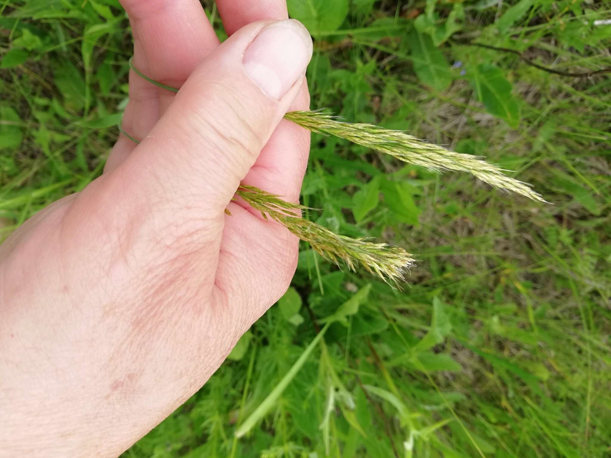 Image of golden oat grass