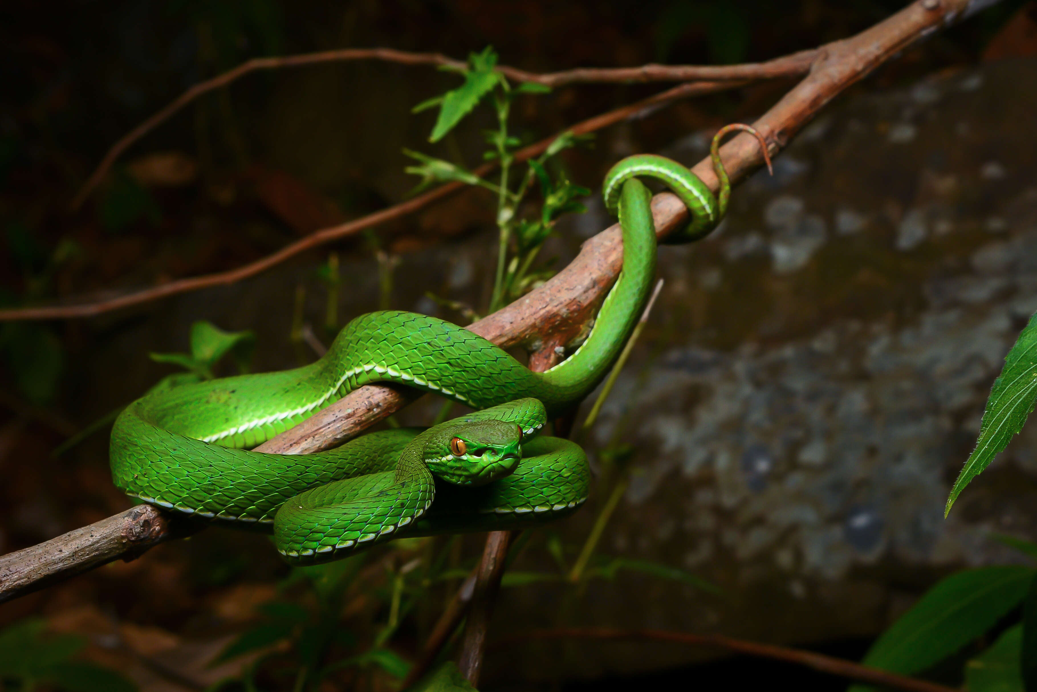 Image of White-lipped Tree Viper