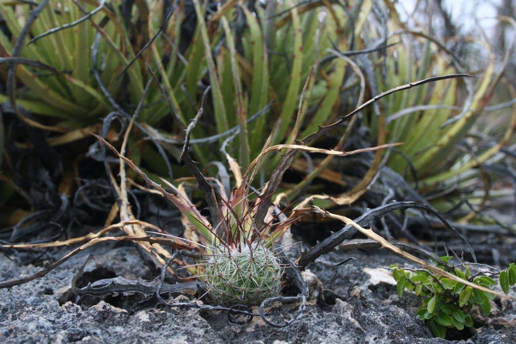 Sivun Thelocactus conothelos subsp. conothelos kuva