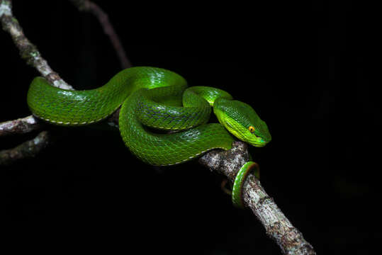 Image of White-lipped Tree Viper