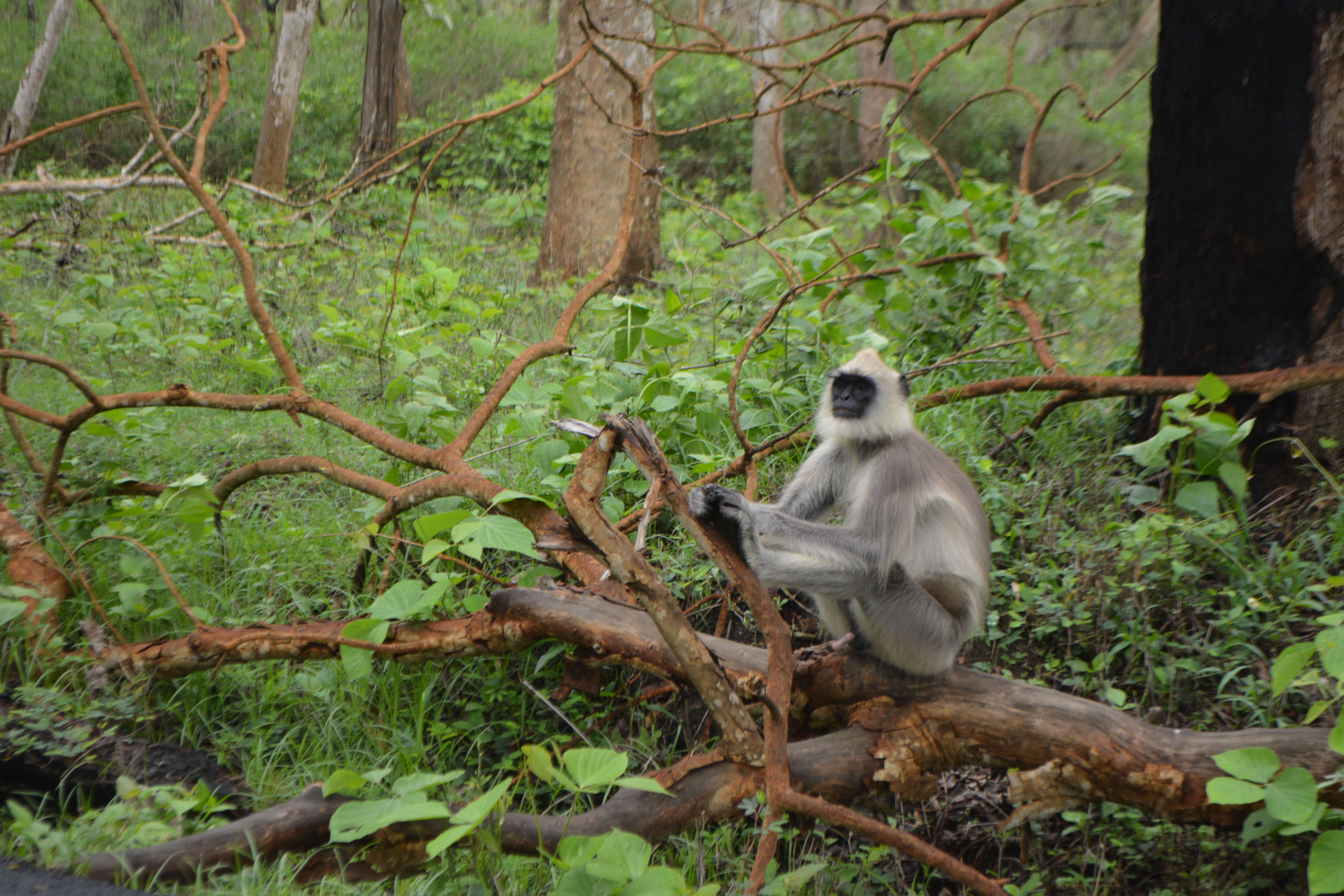 صورة Semnopithecus priam Blyth 1844