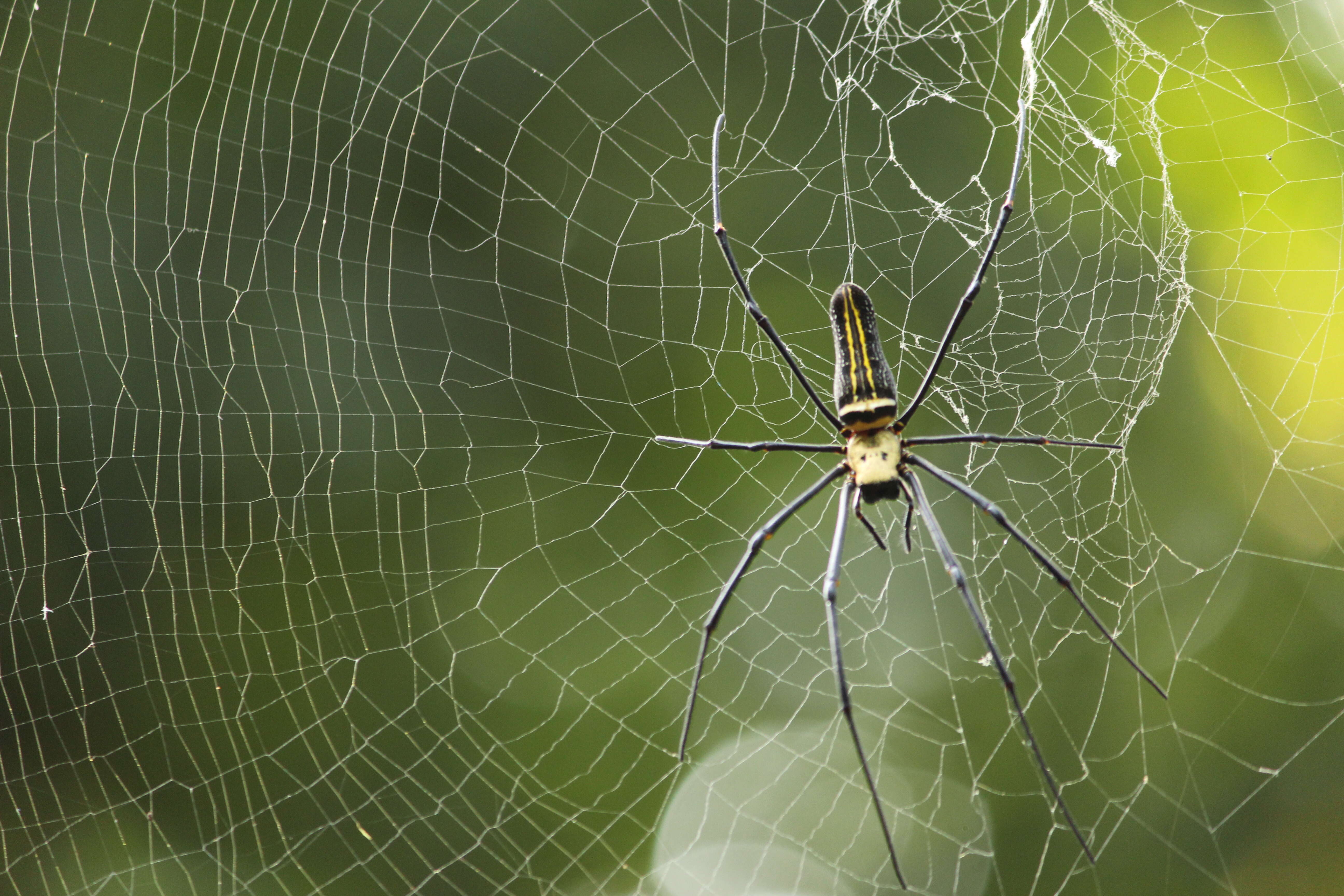 Image of Nephila pilipes (Fabricius 1793)