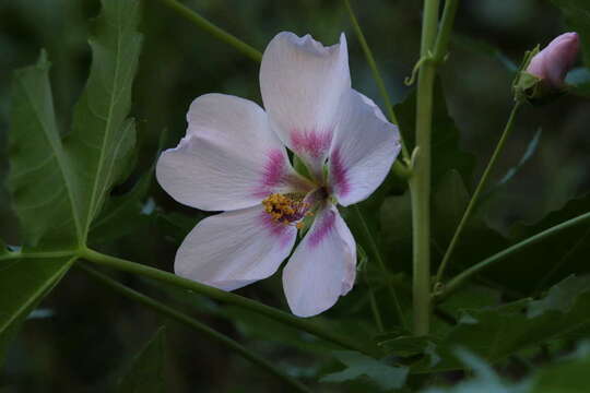 Image of Malva acerifolia (Cav.) Alef.