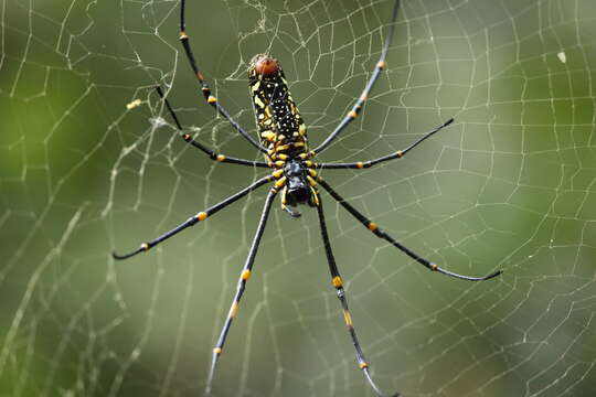 Image of Nephila pilipes (Fabricius 1793)