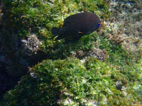 Image of Galapagos ringtail damselfish