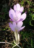 Image of colchicum