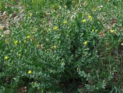 Image of Klasea cerinthifolia (Sm.) Greuter & Wagenitz