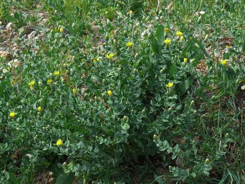 Image of Klasea cerinthifolia (Sm.) Greuter & Wagenitz