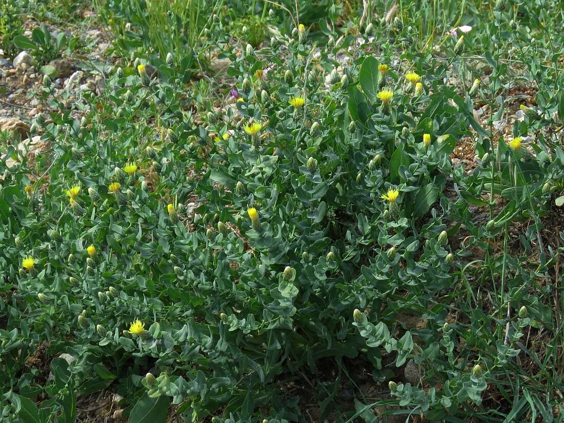 Image of Klasea cerinthifolia (Sm.) Greuter & Wagenitz