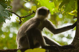 Image of Northern plains gray langur