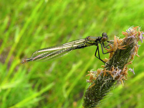 Image of red-eyed damselfly