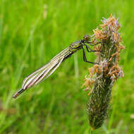 Image de agrion aux yeux rouges