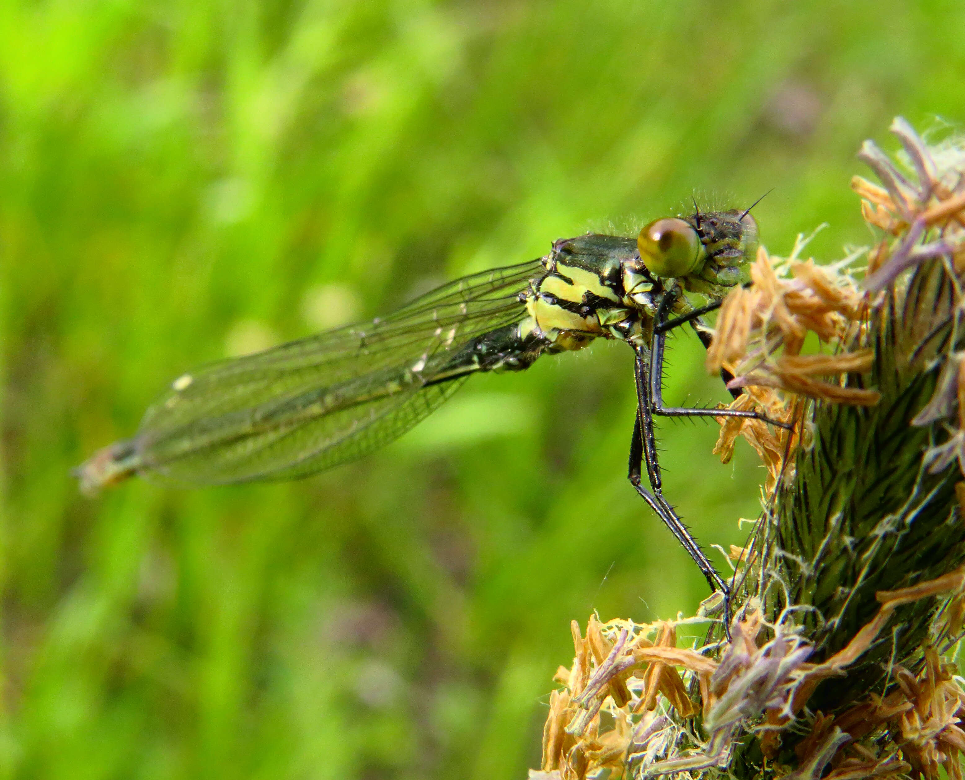 Image de agrion aux yeux rouges