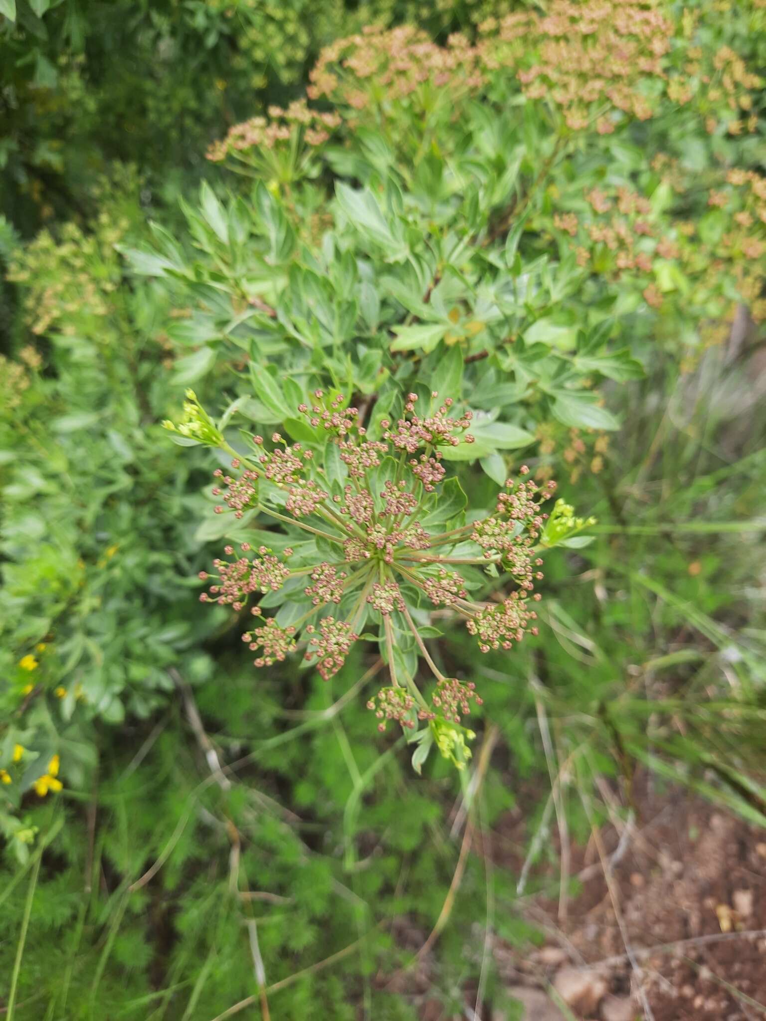 Image of Polemannia montana Schltr. & H. Wolff