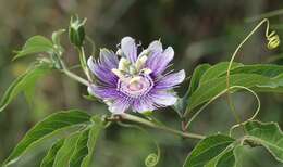 Plancia ëd Passiflora incarnata L.