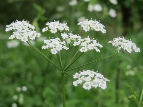 Image of rough chervil