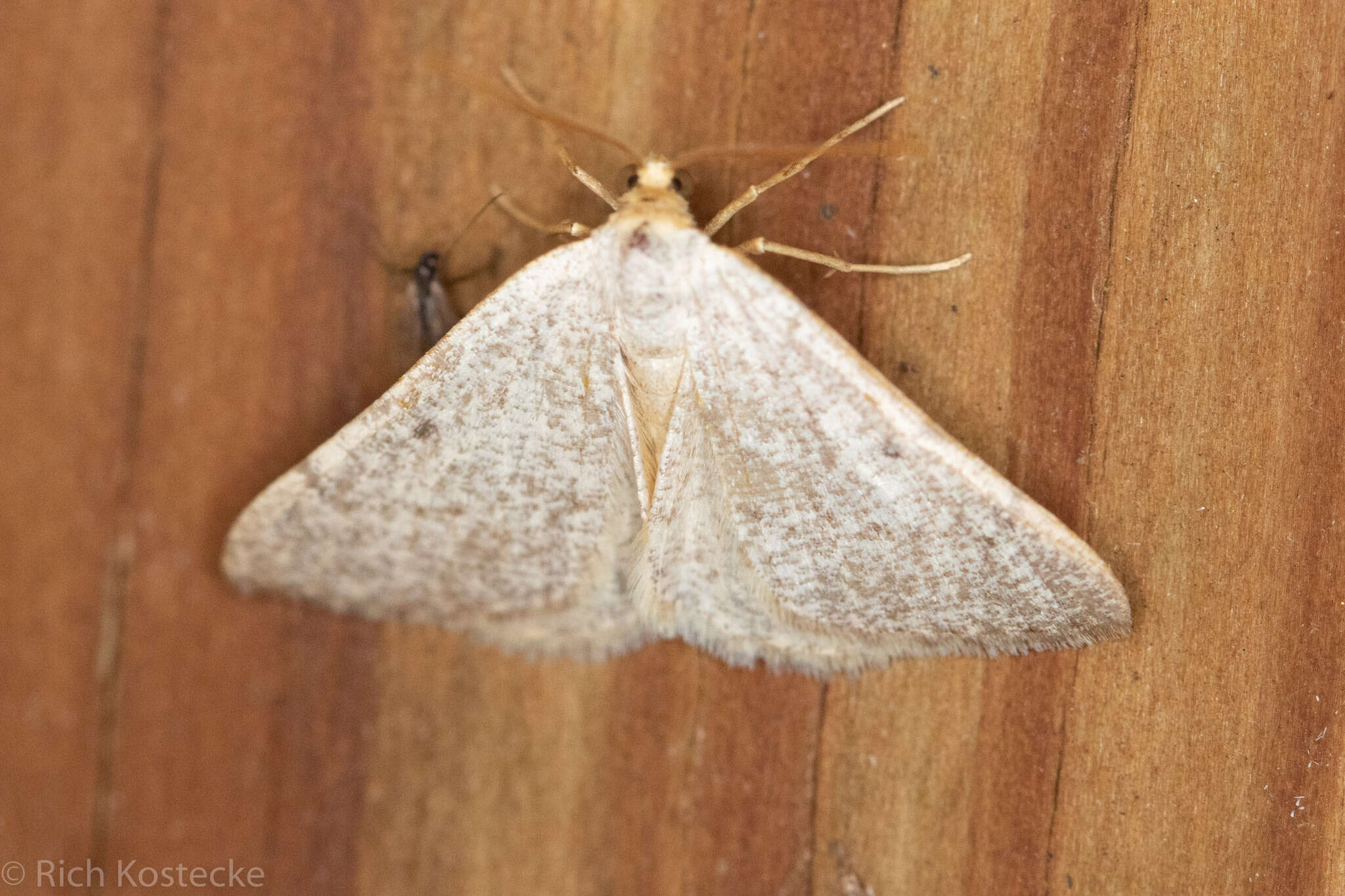 Sivun Taeniogramma mendicata (Hulst 1887) kuva