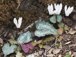 Image of Cretan cyclamen