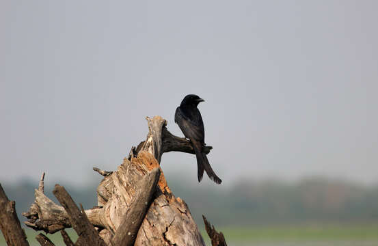 Image of Black Drongo