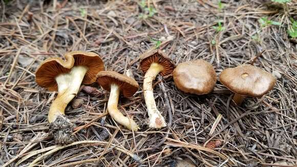 Image of Cortinarius thiersii Ammirati & A. H. Sm. 1977