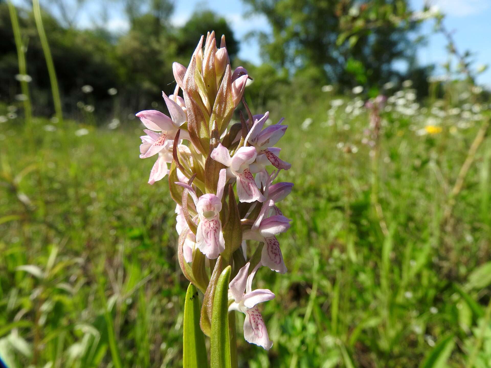 Dactylorhiza incarnata (L.) Soó resmi