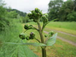 Scrophularia umbrosa Dum. resmi