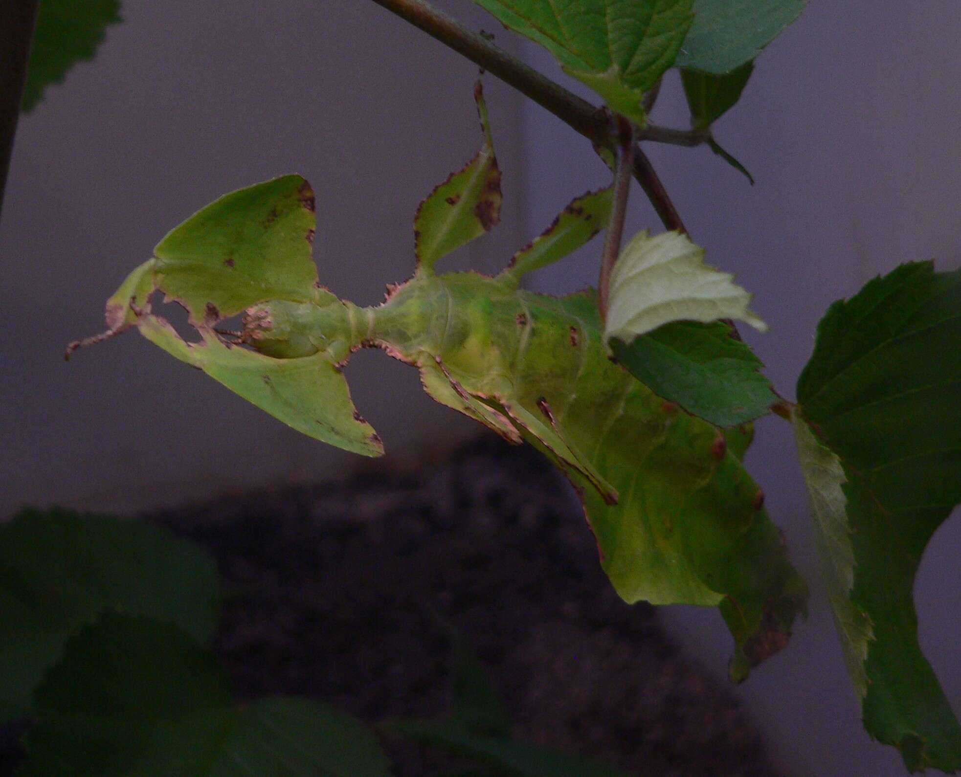 Image of Seychelles leaf insect