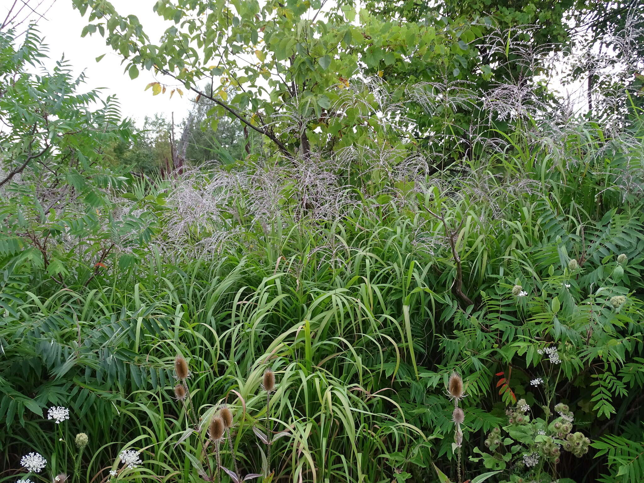 Imagem de Miscanthus sacchariflorus (Maxim.) Benth. & Hook. fil. ex Franch.