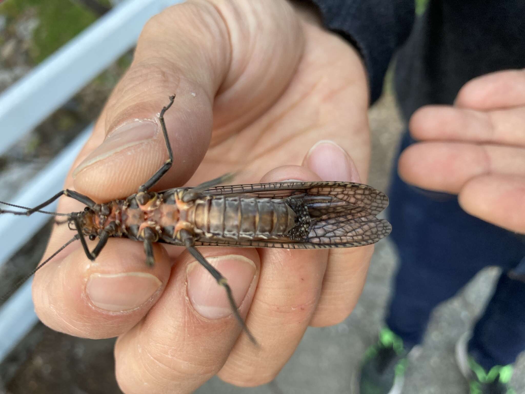 Image of Giant Salmonfly