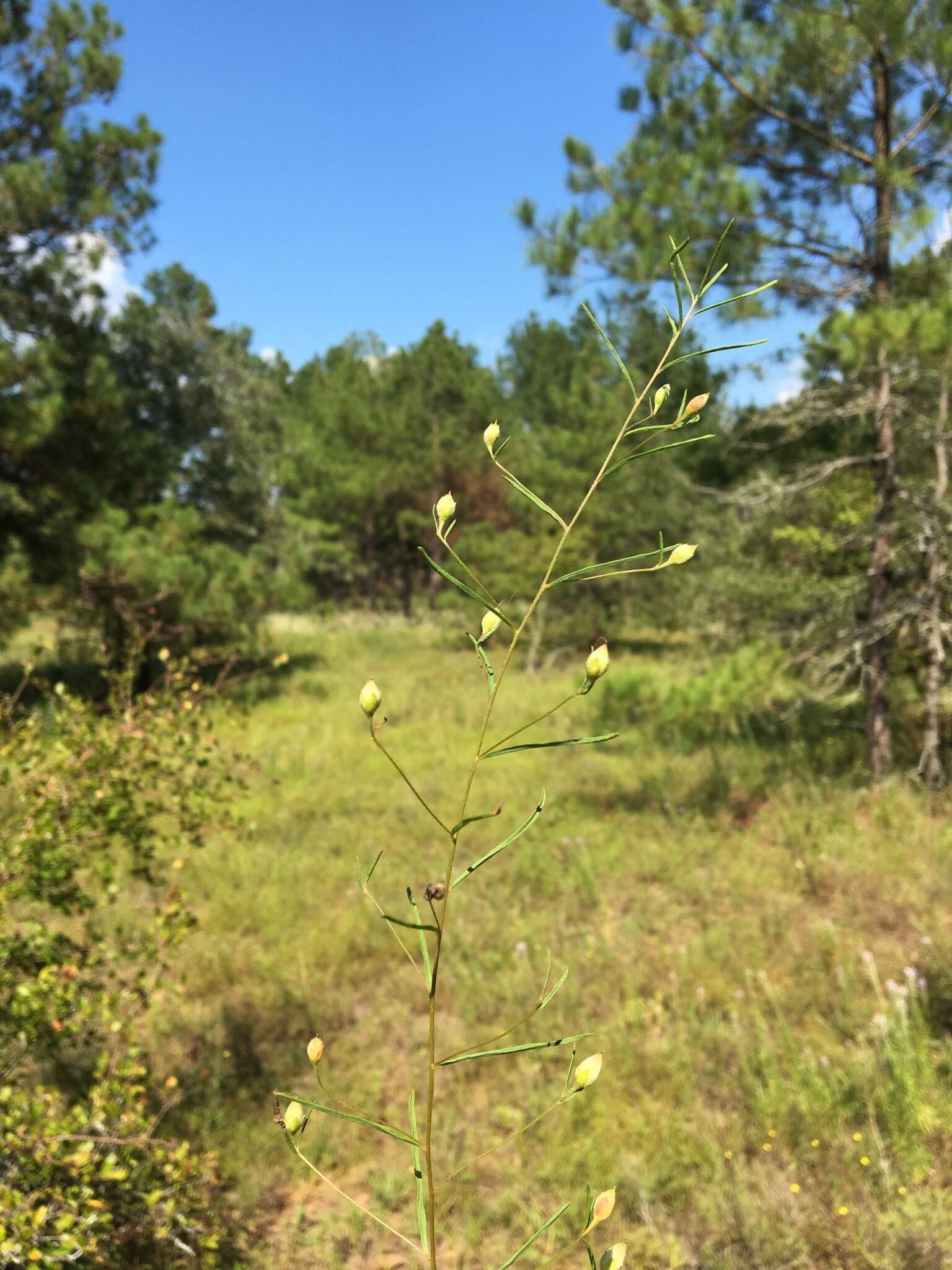 Image of Patterson's dawnflower