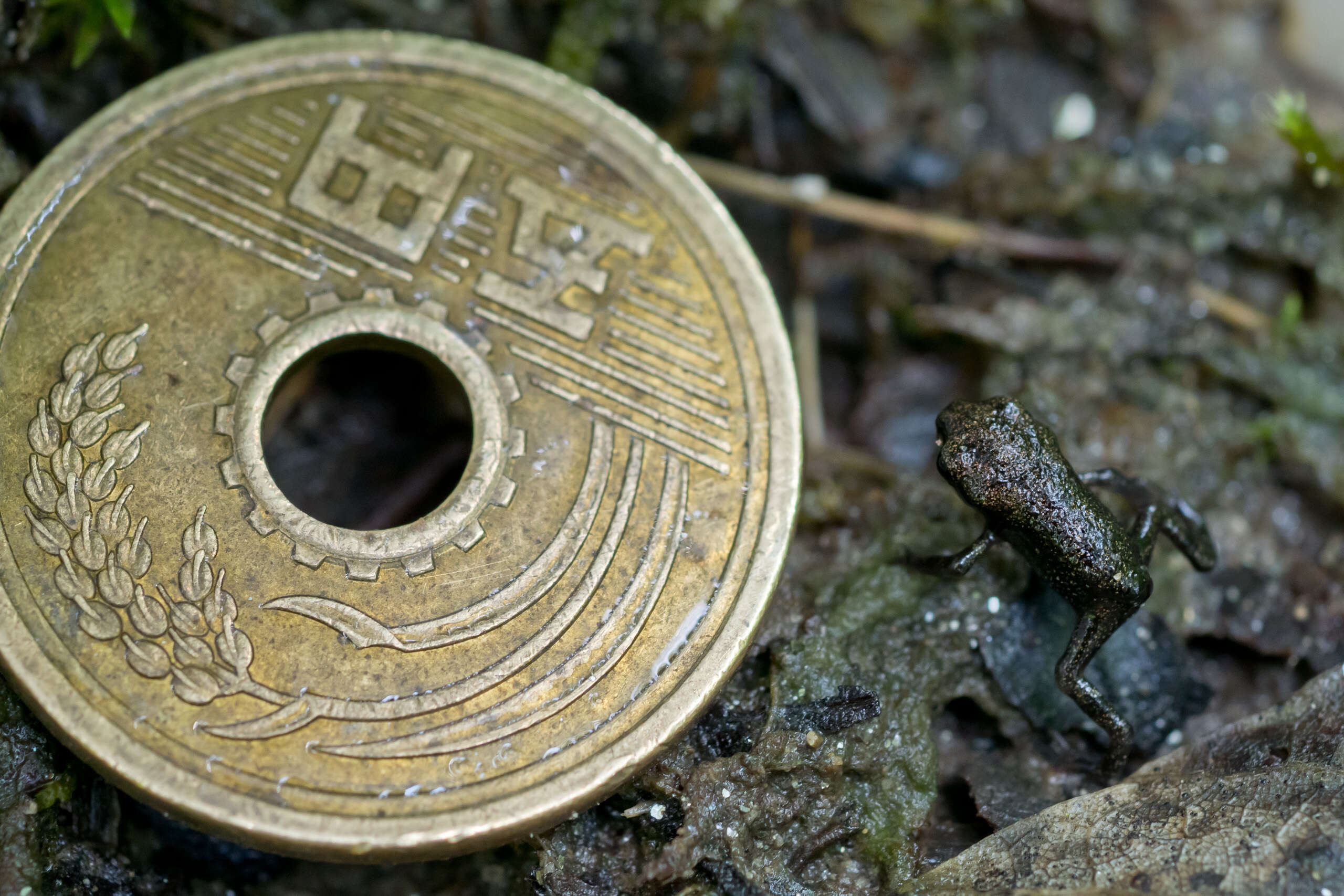 Image of Japanese Common Toad