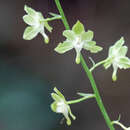 Image of Eulophia gracilis Lindl.