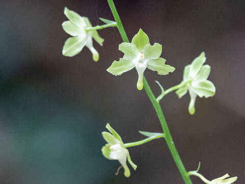 Image de Eulophia gracilis Lindl.