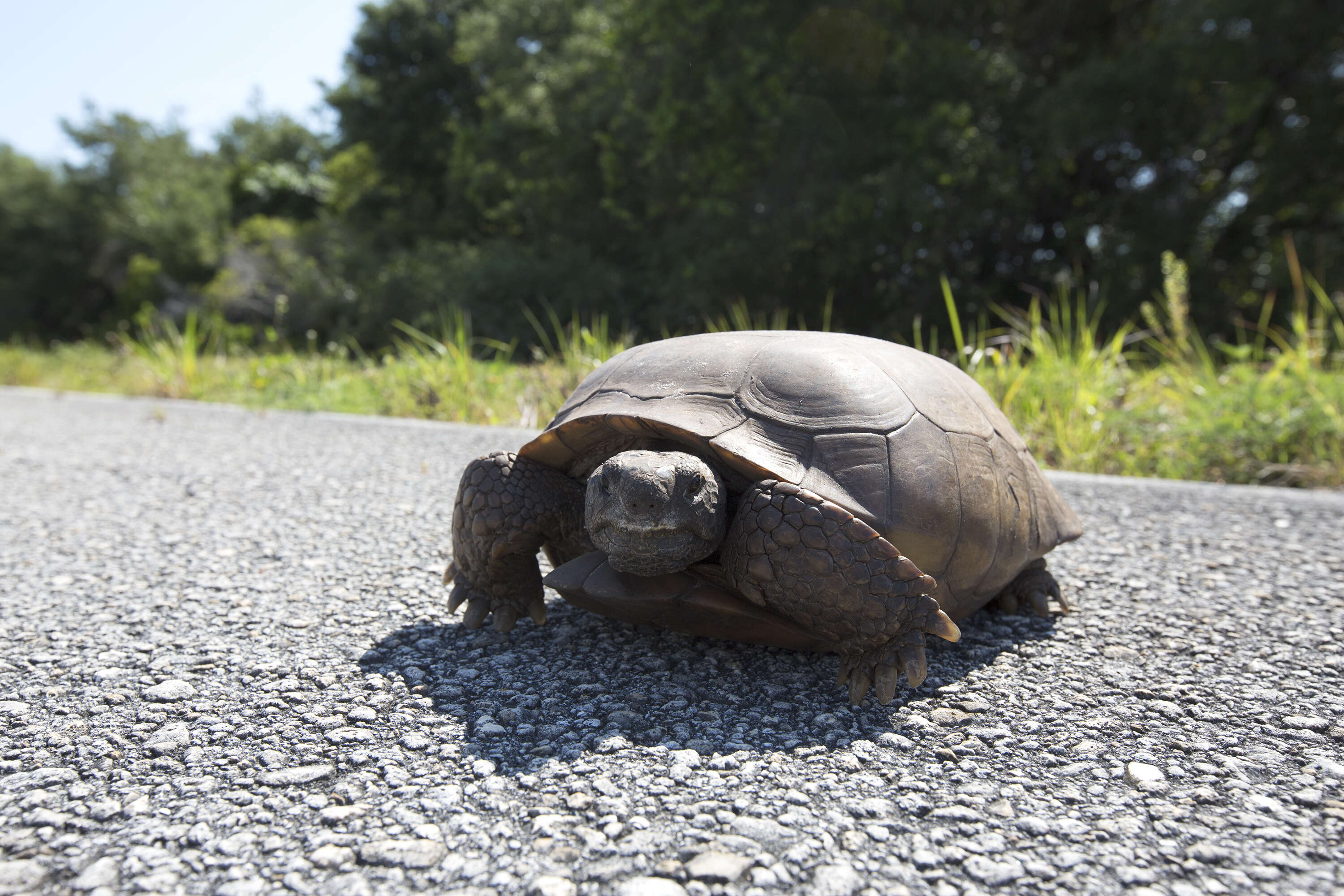 Image of (Florida) Gopher Tortoise