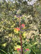 Scrophularia sambucifolia L. resmi