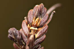 Image of white arctic mountain heather