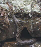 Image of Checkered Keelback Snake